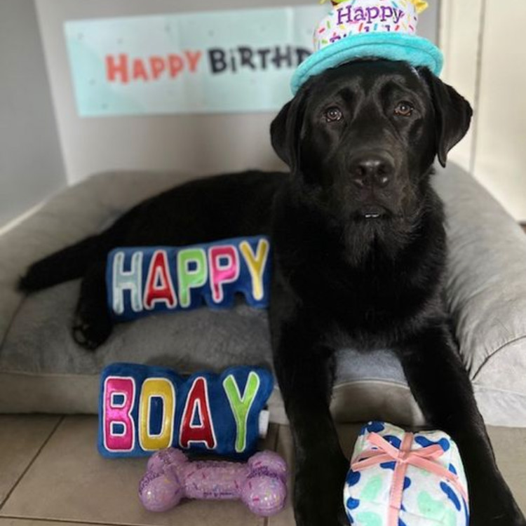 Featured image of article: Charlie turns 1!